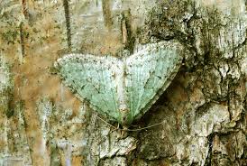 Attēlu rezultāti vaicājumam “Trichopteryx carpinata”