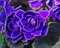 Image result for Saintpaulia ionantha Culitvar