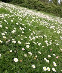 Image result for Bellis perennis