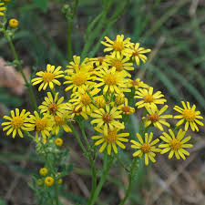 Attēlu rezultāti vaicājumam “Jacobaea vulgaris leaf”