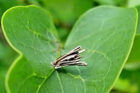 Attēlu rezultāti vaicājumam “Pemphigus borealis”