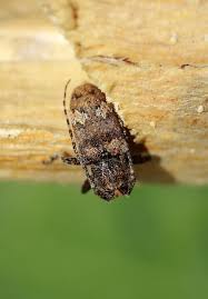 Attēlu rezultāti vaicājumam “Megatoma undata”