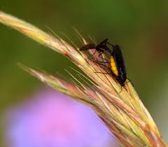 Attēlu rezultāti vaicājumam “Sciara analis”