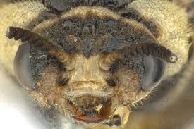 Attēlu rezultāti vaicājumam “Gilpinia”