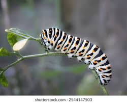 Attēlu rezultāti vaicājumam “Papilio machaon larva”