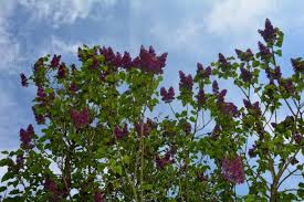 Image result for flieder