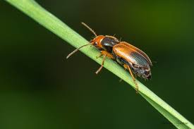 Attēlu rezultāti vaicājumam “Diachromus germanus”