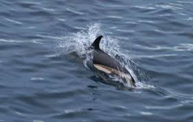 Image result for Leucopleurus acutus