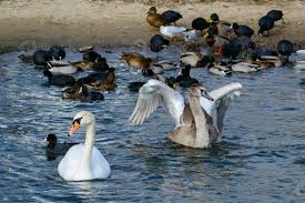 Attēlu rezultāti vaicājumam “Cygnus olor adult”