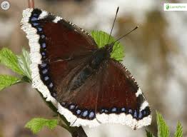 Attēlu rezultāti vaicājumam “Nymphalis antiopa upperside”