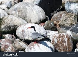 Attēlu rezultāti vaicājumam “Sterna hirundo adult”