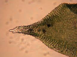 Attēlu rezultāti vaicājumam “Hedwigia ciliata sporophyte”