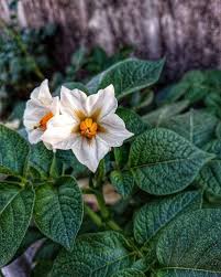 Attēlu rezultāti vaicājumam “Solanum tuberosum flower”