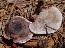 Attēlu rezultāti vaicājumam “Phellodon melaleucus”