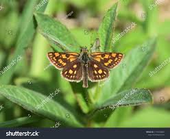 Attēlu rezultāti vaicājumam “Carterocephalus palaemon upperside”