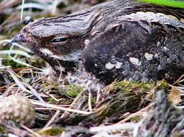 Attēlu rezultāti vaicājumam “Caprimulgus europaeus juvenile”