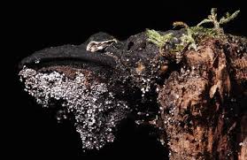 Attēlu rezultāti vaicājumam “Scardia boletella exuvia”