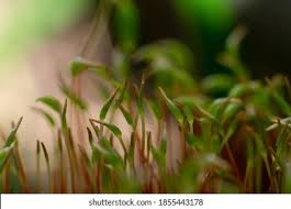 Attēlu rezultāti vaicājumam “Bryum amblyodon sporophyte”