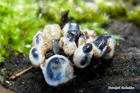 Attēlu rezultāti vaicājumam “Holwaya mucida”