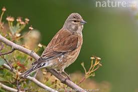 Attēlu rezultāti vaicājumam “Carduelis cannabina”