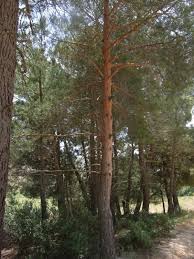 Attēlu rezultāti vaicājumam “Pinus sylvestris var. borussica”