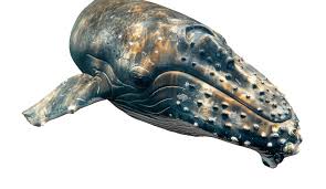 Image result for Myliobatis freminvillei