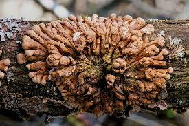 Attēlu rezultāti vaicājumam “Hypocreopsis lichenoides”