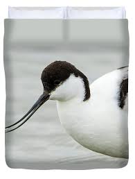 Image result for Recurvirostra avosetta