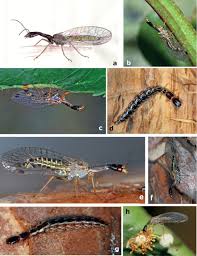 Attēlu rezultāti vaicājumam “Raphidioptera imago”