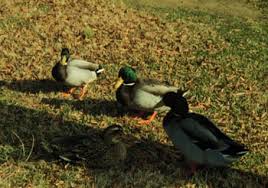 Attēlu rezultāti vaicājumam “Anas platyrhynchos”