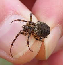 Attēlu rezultāti vaicājumam “Metellina merianae”