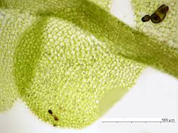 Attēlu rezultāti vaicājumam “Jungermannia leiantha sporophyte”