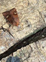 Attēlu rezultāti vaicājumam “Amphipoea”