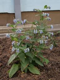 Attēlu rezultāti vaicājumam “Symphytum asperum leaf”