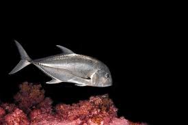 Image result for Caranx hippos