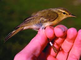 Attēlu rezultāti vaicājumam “Phylloscopus trochiloides”