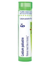 Attēlu rezultāti vaicājumam “Ledum palustre”