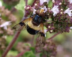 Attēlu rezultāti vaicājumam “Volucella pellucens”