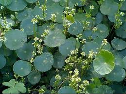 「香菇草」的圖片搜尋結果