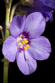 Attēlu rezultāti vaicājumam “Polemonium caeruleum”