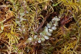 Attēlu rezultāti vaicājumam “Plagiomnium ellipticum”