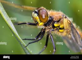 Attēlu rezultāti vaicājumam “Libellula quadrimaculata exuvia”