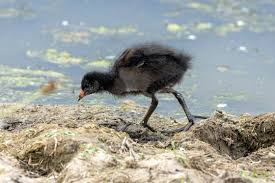 Attēlu rezultāti vaicājumam “Gallinula chloropus juvenile”