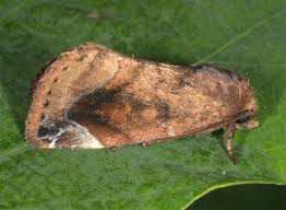 Attēlu rezultāti vaicājumam “Cosmia pyralina”