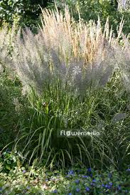 Attēlu rezultāti vaicājumam “Calamagrostis arundinacea”