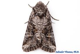 Attēlu rezultāti vaicājumam “Noctuidae”