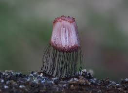 Attēlu rezultāti vaicājumam “Stemonitis flavogenita”