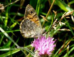 Attēlu rezultāti vaicājumam “Lasiommata megera”