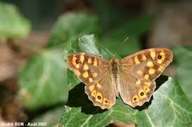 Attēlu rezultāti vaicājumam “Pararge aegeria upperside”