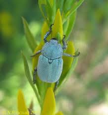 Attēlu rezultāti vaicājumam “Hoplia parvula”